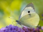 Piéride du chou, Pieris brassicae