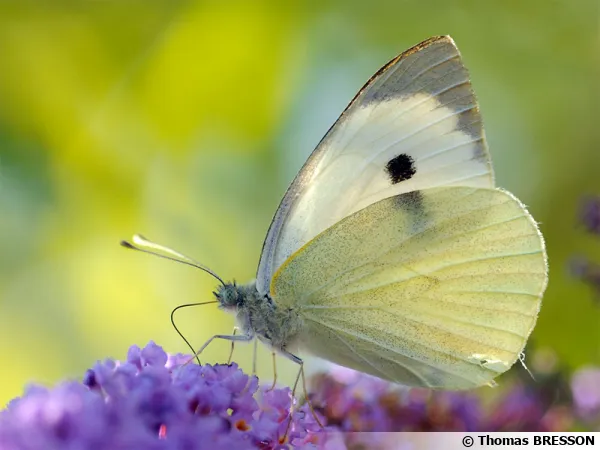 Piéride du chou, Pieris brassicae