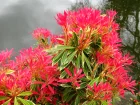 Andromde du Japon, Piris, Pieris japonica
