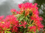 Andromède du Japon, Piéris, Pieris japonica 'Flaming Sylver' Andromède du Japon, Piéris, Pieris japonica 'Flaming Sylver'