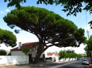 L'arbre remarquable
