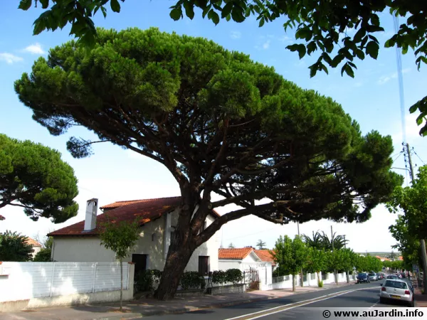 L'arbre remarquable