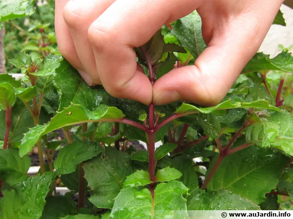 Pincement d'une jeune pousse (ici sur un fuchsia pour favoriser la ramification)