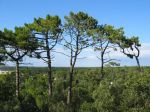 Pin maritime, Pinus pinaster, Pin des Landes