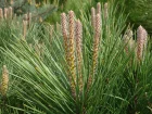 Pin parasol, Pin pignon, Pinier, Pinus pinea