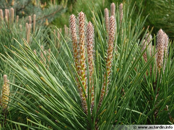 parasol, Pin pignon, Pinier, Pinus : planter, cultiver, multiplier