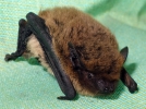 La chauve-souris