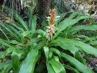 Pitcairnia maidifolia