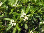 Pittosporum tobira, Laurier australien