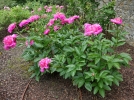 Diviser la pivoine herbace