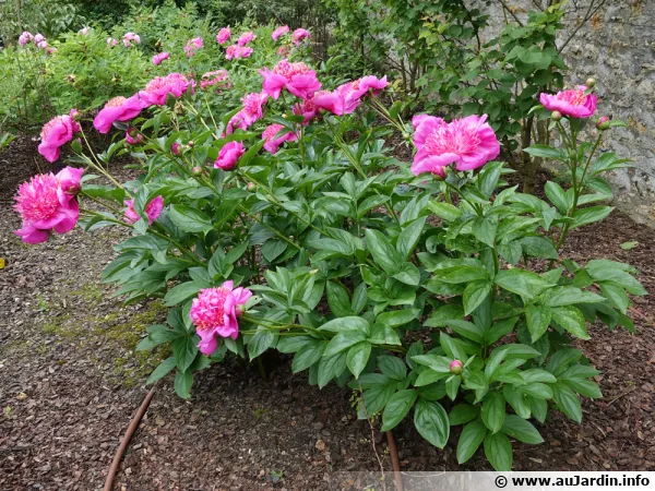 Superbes pivoines herbacées en pleine floraison