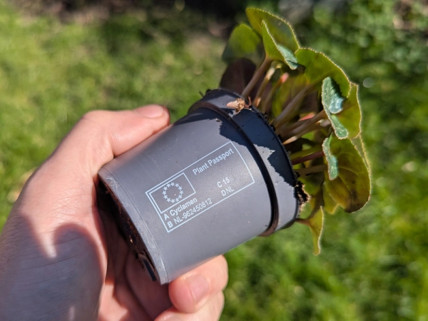 Passeport phytosanitaire sur un pot de Cyclamen