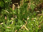 Plantain lancol, Plantain troit, Herbe  5 ctes, Oreille de livre, Plantago lanceolata