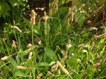 Plantain lancéolé, Plantain étroit, Herbe à 5 côtes, Oreille de lièvre, Plantago lanceolata