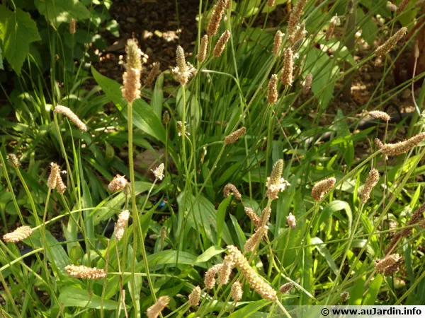 Plantain troit, Herbe  5 ctes, Oreille de livre, Plantain lancol, Plantago lanceolata