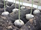 Russir la plantation d'un arbre