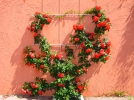 Des supports pour plantes grimpantes