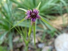 Comment observer une plante?