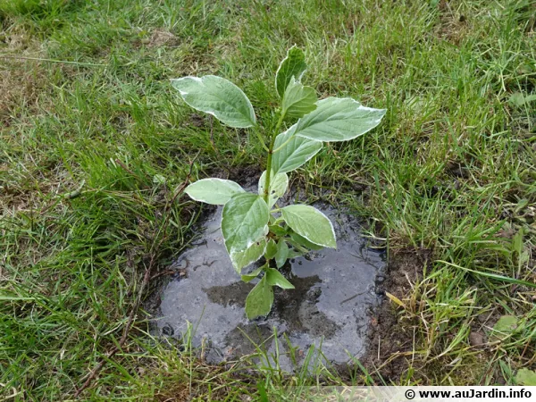 Arrosage abondant après la plantation d'un hortensia au jardin