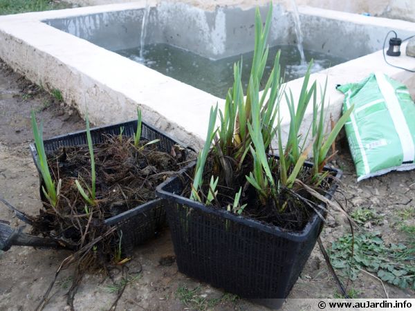 planter un iris d'eau