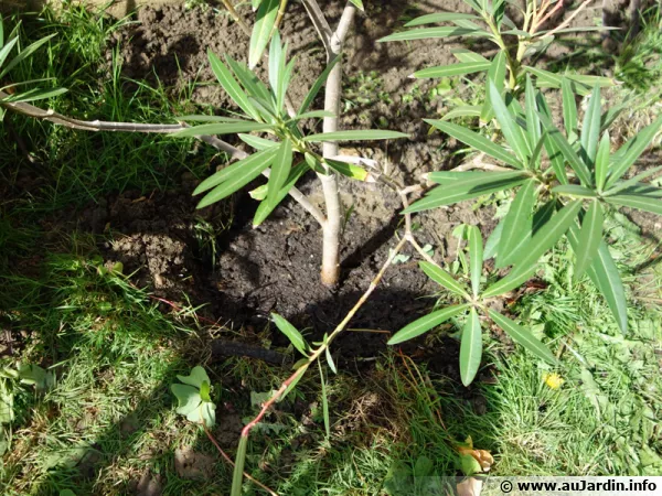 Plantation d'un laurier rose en plein terre