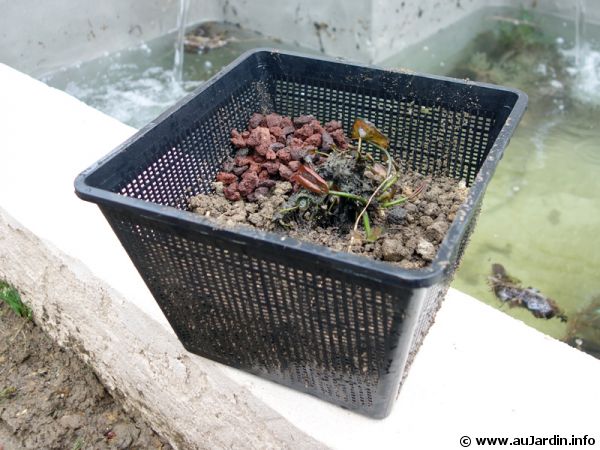 Mise en pot pour le bassin d'un nénuphar, terre aquatique recouverte par de la pouzzolane