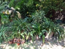 Sortir les plantes vertes
