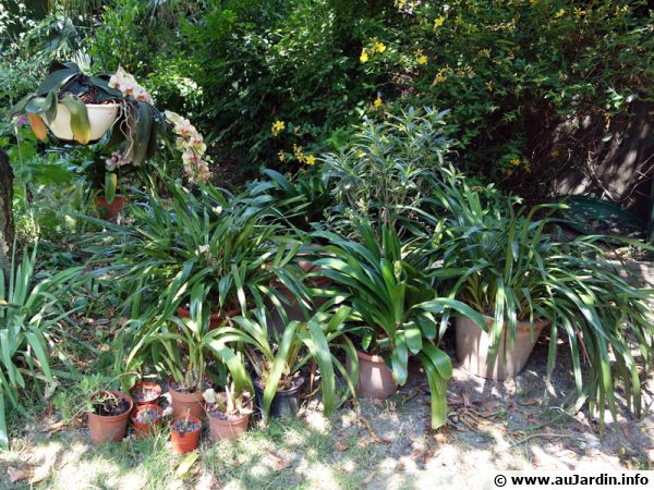 Plantes vertes : les sortir dans le jardin pour l'été; nos conseils