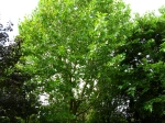 Platane d'Orient, platane oriental, Platanus orientalis