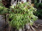 Corne de cerf, Corne d'lan, Platycerium bifurcatum