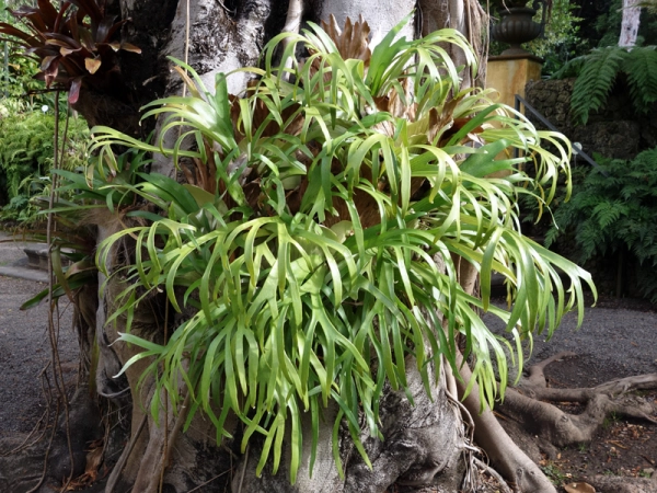Corne de cerf, Corne d'lan, Platycerium bifurcatum