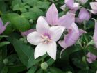 Campanule  grandes fleurs, Platycodon  grandes fleurs, Fleur ballon, Platycodon grandiflorus