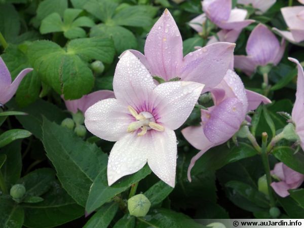 200pcs rares graines blanches Eustoma vivaces plantes à fleurs Balcon fleurs en pot Graines lisianthus pour planteur de pot de fleurs 3 