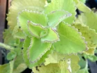 Gros thym antillais, Bourrache indienne, Origan cubain, Plectranthus amboinicus