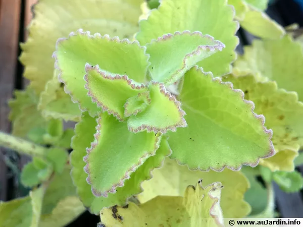 Bourrache indienne, Gros thym antillais, Origan cubain, Plectranthus amboinicus