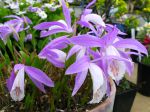 Orchidée de Formose, Pléione, Pleione formosana Orchidée de Formose, Pléione, Pleione formosana