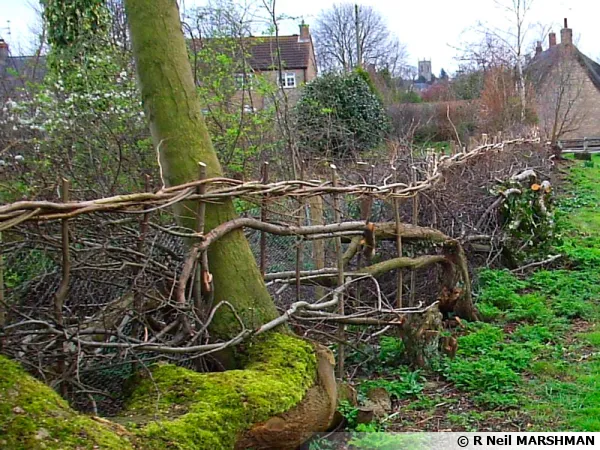 Haie plesse dans le Northamptonshire
