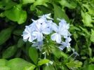 Plumbago du Cap, Dentelaire du Cap, Plumbago auriculata