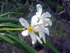 Frangipanier blanc, Fleur des temples, Plumeria alba