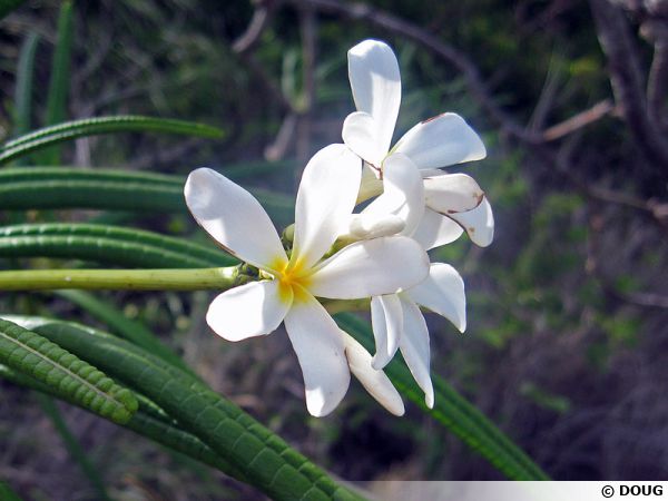 Frangipanier blanc, Fleur des temples, Plumeria alba : planter, cultiver,  multiplier