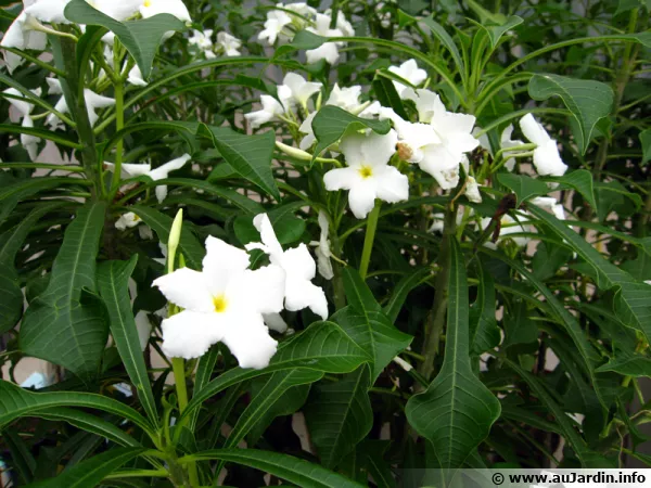Frangipanier pudique, Plumeria pudica