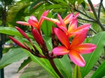 Frangipanier rouge, Frangipanier commun, Fleur des temples, Plumeria rubra
