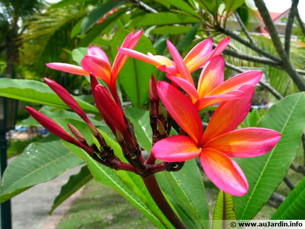 Frangipanier rouge, Frangipanier commun, Fleur des temples, Plumeria rubra