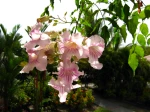 Bignone rose, Liane orchid�e, Podranea ricasoliana