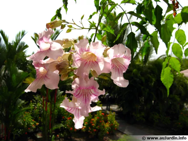 Bignone rose, Liane orchidée, Podranea ricasoliana