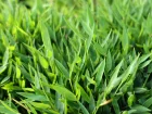 Bambou nain, Pogonathre faux-panicum, Pogonatherum paniceum