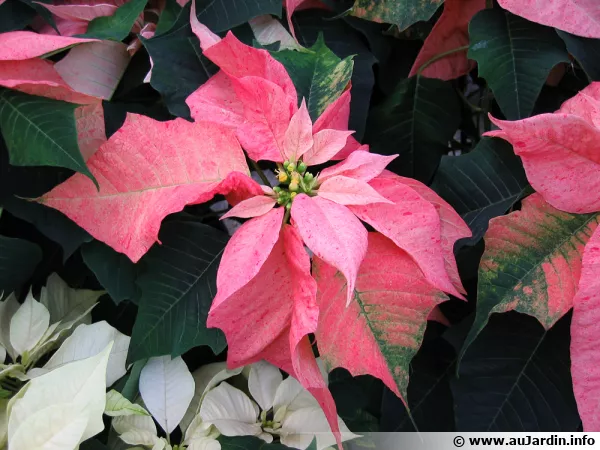 Le poinsettia, une plante incontournable  Nol