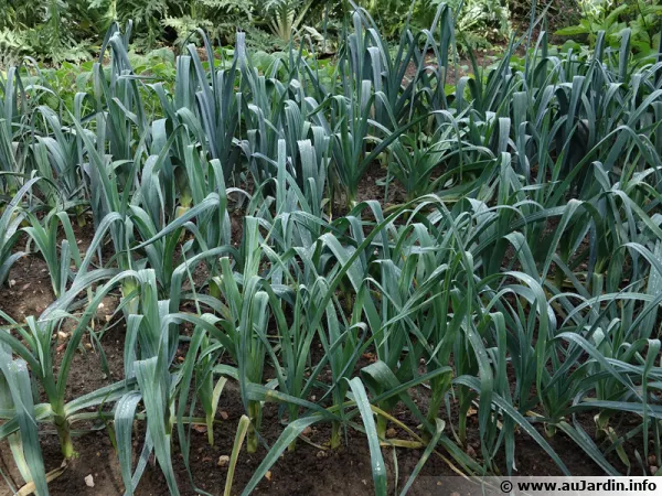 Des rangs de poireaux au potager