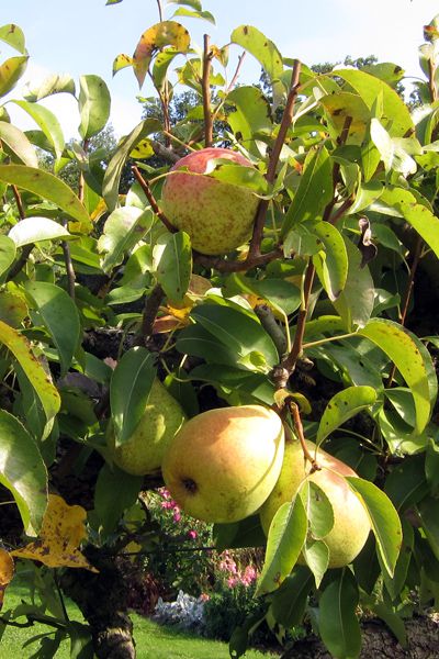 Récolte et conservation des poires