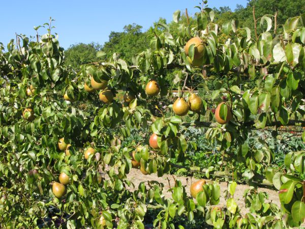 Soins d'été des arbres fruitiers : éclaircissage, ensachage